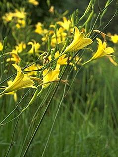 Hemerocallis Citrina